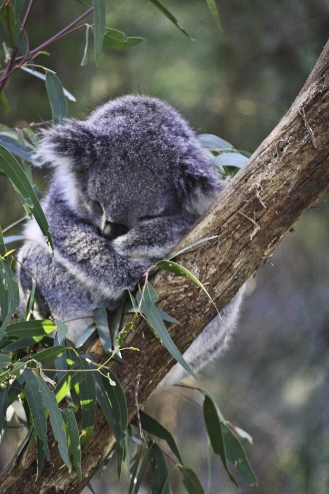 Koala at the Healesville Sanctuary
